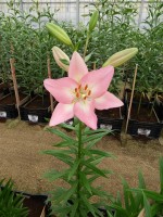 [4077 Moleto VH No01.JPG]